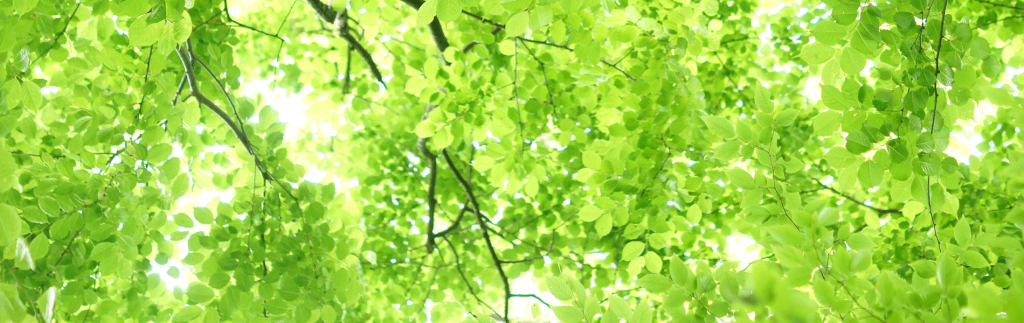 森林/草花画像4 写真 木々の緑